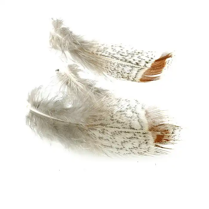 Achetez Aujourd’hui FFGene Partridge Plumages