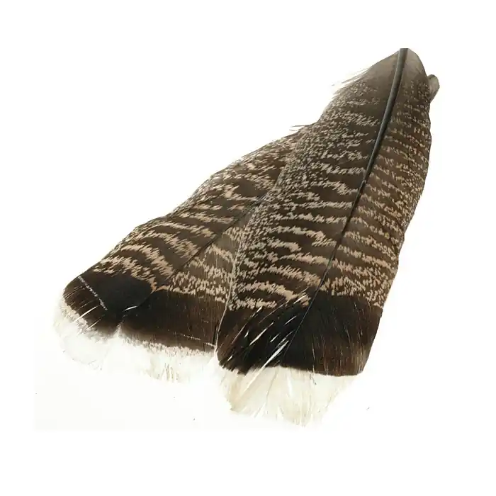 Wapsi Turkey Tail Mottled White Tipped Seulement Aujourd’hui