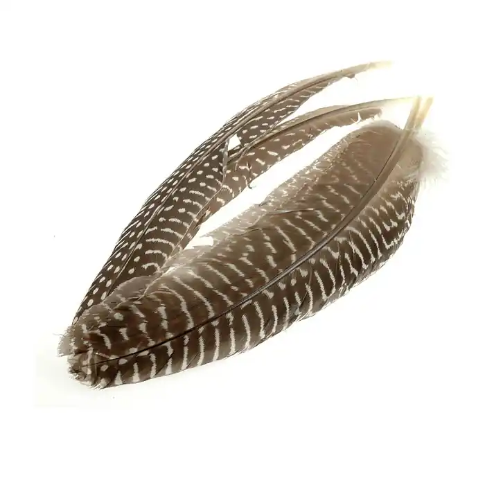 Acheter Direct Wapsi Guinea Quill