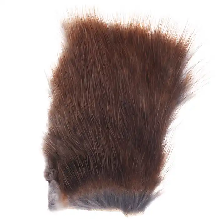 Wapsi Msukrat Seulement Aujourd’hui