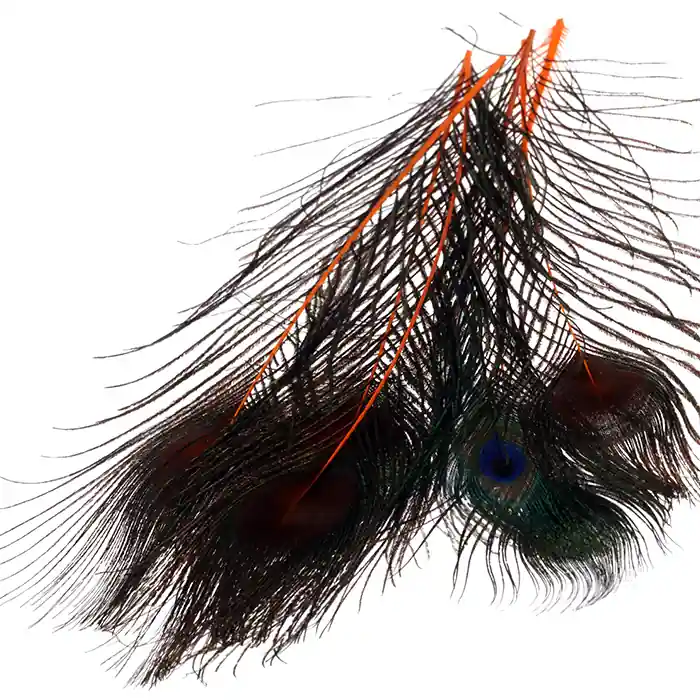 Wapsi Peacock Eyes Affaire À Saisir