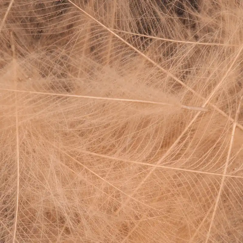 Certifié Wapsi CDC. Cul-De-Canard