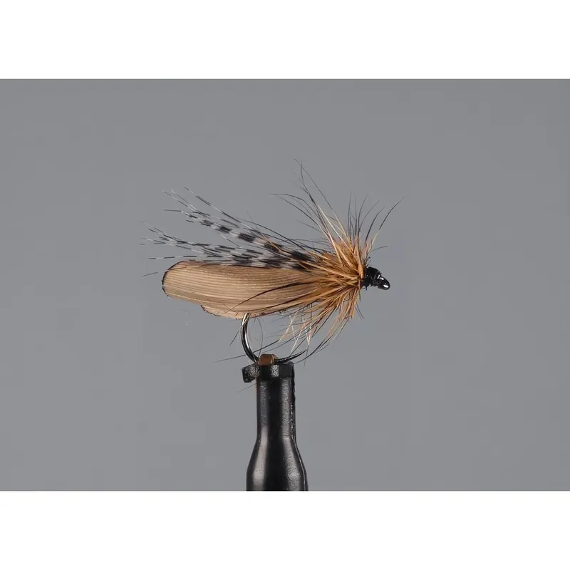 sedge Seulement Aujourd’hui